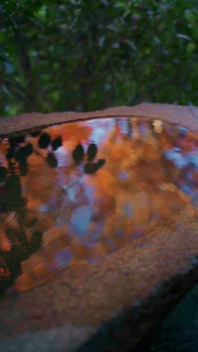 12/7まで | THE EVENING SPECIAL VISIT – Autumn 2025 | 秋の夜間特別拝観

📸2025.11.29 | Jojuin Garden

We are pleased to hold our annual Special Evening Autumn Viewing again this year.
Amid the brilliant autumn foliage, the temple halls illuminated in the night and a single beam of blue light piercing the clear air symbolize the boundless compassion of Kannon.

As you take in the serene beauty of the temple grounds at night, we invite you to offer your prayers to Kannon, reflect on your loved ones, and take a quiet moment to look within yourself.

[ THE EVENING SPECIAL VISIT – Autumn 2025 ]
Dates: November 22 (Sat) – December 7 (Sun)
Hours: 5:30 p.m. – 9:30 p.m. (last entry at 9:00 p.m.)
No reservation required.

[ SPECIAL VIEWING OF THE JOJUIN GARDEN – Autumn 2025 ]
Dates: November 22 (Sat) – December 7 (Sun)

Please see the link in bio for more details.

恒例の秋の夜間拝観は12/7までです。色づく紅葉の中に浮かび上がる堂塔、澄んだ空気に放たれる青い一筋の光は、観音さまの慈悲をあらわしています。
夜間拝観ならではの境内の眺めを楽しみながら観音様にお参りいただき、ひと時、大切な方を思い、ご自身に向き合う機会を持っていただければ幸いです。

＜清水寺 秋の夜間特別拝観＞
期間：11月22日（土）〜 12月7日（日）
時間：午後5時半～午後9時 受付終了 ＊予約の必要はございません。
協力：清水寺門前会 / 茶わん坂繁栄会 / 清水寺御用達会

「月の庭」で知られる成就院庭園も特別公開いたします。
詳しくはプロフィールリンクよりご覧ください。

-

#清水寺 #kiyomizudera #kyototravel 
#kyototemple #寺院巡り#kyototrip
#紅葉ライトアップ