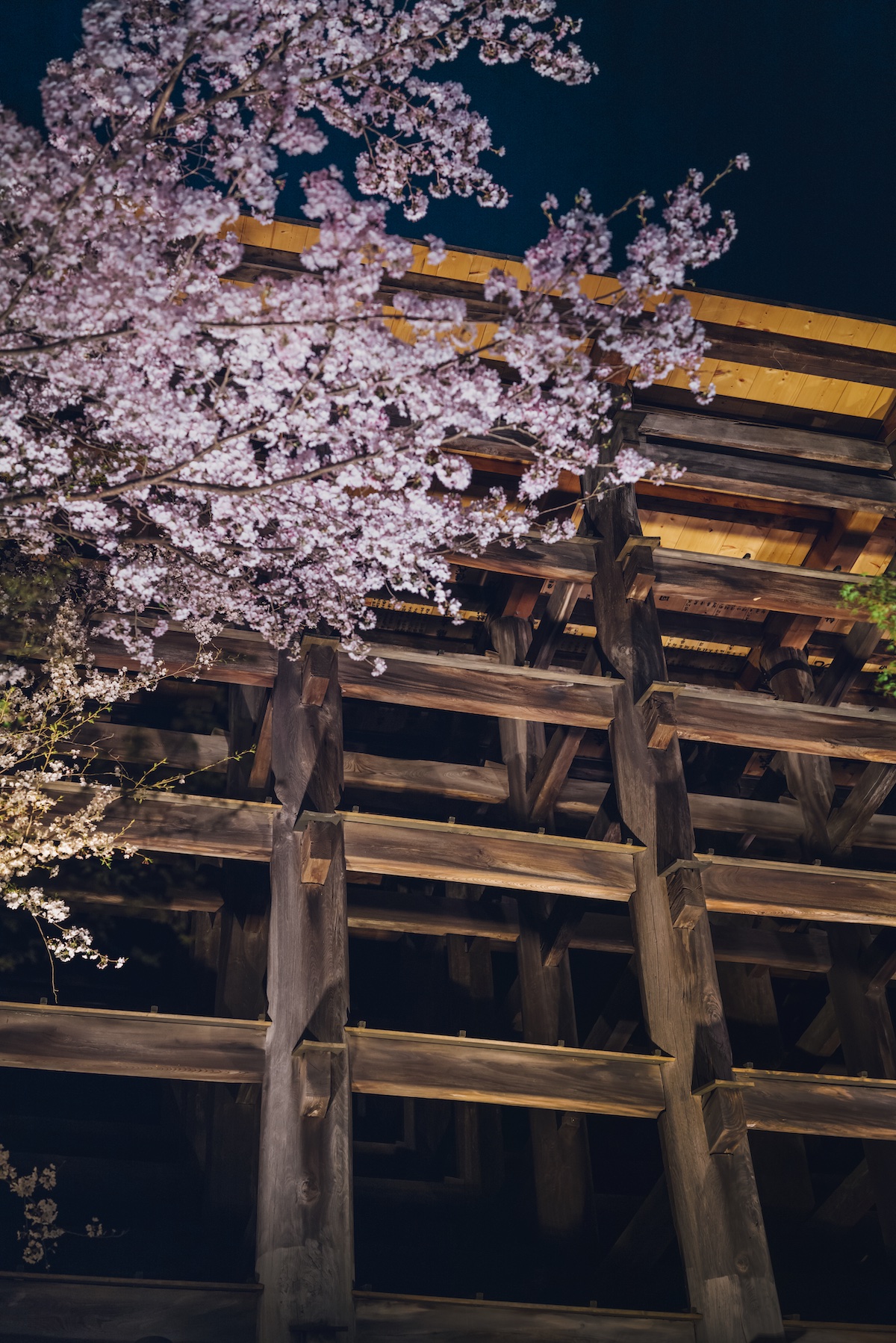 The Evening Special Visit 2023 spring