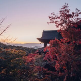 11/22 – 12/7 | THE EVENING SPECIAL VISIT – Autumn 2025 | 秋の夜間特別拝観

We are pleased to hold our annual Special Evening Autumn Viewing again this year.
Amid the brilliant autumn foliage, the temple halls illuminated in the night and a single beam of blue light piercing the clear air symbolize the boundless compassion of Kannon.

As you take in the serene beauty of the temple grounds at night, we invite you to offer your prayers to Kannon, reflect on your loved ones, and take a quiet moment to look within yourself.

[ THE EVENING SPECIAL VISIT – Autumn 2025 ]
Dates: November 22 (Sat) – December 7 (Sun)
Hours: 5:30 p.m. – 9:30 p.m. (last entry at 9:00 p.m.)
No reservation required.

[ SPECIAL VIEWING OF THE JOJUIN GARDEN – Autumn 2025 ]
Dates: November 22 (Sat) – December 7 (Sun)

Please see the link in bio for more details.

恒例の秋の夜間拝観を本年も執り行います。色づく紅葉の中に浮かび上がる堂塔、澄んだ空気に放たれる青い一筋の光は、観音さまの慈悲をあらわしています。
夜間拝観ならではの境内の眺めを楽しみながら観音様にお参りいただき、ひと時、大切な方を思い、ご自身に向き合う機会を持っていただければ幸いです。

＜清水寺 秋の夜間特別拝観＞
期間：11月22日（土）〜 12月7日（日）
時間：午後5時半～午後9時 受付終了 ＊予約の必要はございません。
協力：清水寺門前会 / 茶わん坂繁栄会 / 清水寺御用達会

「月の庭」で知られる成就院庭園も特別公開いたします。
詳しくはプロフィールリンクよりご覧ください。

-

#清水寺 #kiyomizudera #kyototravel 
#kyototemple #寺院巡り#kyototrip
#紅葉ライトアップ

photos: 2024