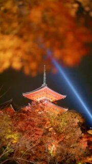 12/7まで | THE EVENING SPECIAL VISIT – Autumn 2025 | 秋の夜間特別拝観

📸2025.11.29

We are pleased to hold our annual Special Evening Autumn Viewing again this year.
Amid the brilliant autumn foliage, the temple halls illuminated in the night and a single beam of blue light piercing the clear air symbolize the boundless compassion of Kannon.

As you take in the serene beauty of the temple grounds at night, we invite you to offer your prayers to Kannon, reflect on your loved ones, and take a quiet moment to look within yourself.

[ THE EVENING SPECIAL VISIT – Autumn 2025 ]
Dates: November 22 (Sat) – December 7 (Sun)
Hours: 5:30 p.m. – 9:30 p.m. (last entry at 9:00 p.m.)
No reservation required.

[ SPECIAL VIEWING OF THE JOJUIN GARDEN – Autumn 2025 ]
Dates: November 22 (Sat) – December 7 (Sun)

Please see the link in bio for more details.

恒例の秋の夜間拝観は12/7までです。色づく紅葉の中に浮かび上がる堂塔、澄んだ空気に放たれる青い一筋の光は、観音さまの慈悲をあらわしています。
夜間拝観ならではの境内の眺めを楽しみながら観音様にお参りいただき、ひと時、大切な方を思い、ご自身に向き合う機会を持っていただければ幸いです。

＜清水寺 秋の夜間特別拝観＞
期間：11月22日（土）〜 12月7日（日）
時間：午後5時半～午後9時 受付終了 ＊予約の必要はございません。
協力：清水寺門前会 / 茶わん坂繁栄会 / 清水寺御用達会

「月の庭」で知られる成就院庭園も特別公開いたします。
詳しくはプロフィールリンクよりご覧ください。

-

#清水寺 #kiyomizudera #kyototravel 
#kyototemple #寺院巡り#kyototrip
#紅葉ライトアップ