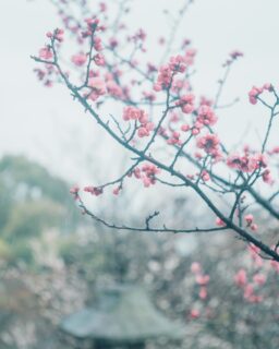雨の日、咲き始めた梅の花 | plum blossoms in the rain
撮影 2026.2.25
#清水寺 #kiyomizudera
#梅の花