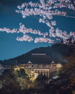 春の特別夜間拝観
The Evening Special Visit 2026 spring

2026.3.27 (Fri.) - 4.5 (Sun.)
6:00 p.m. - 9:30 p.m. (9:00 p.m. last entry)

清水寺から放たれる青い一筋の光は、観音さまの慈悲をあらわしています。幻想的なその光は、古都の街並みを美しく照らします。

A beam of blue light from the temple embodies the Kannon’s compassion. The mysterious light brightens the streets of the ancient city.

#kiyomizudera #kyototemple
#清水寺 #桜 #花見